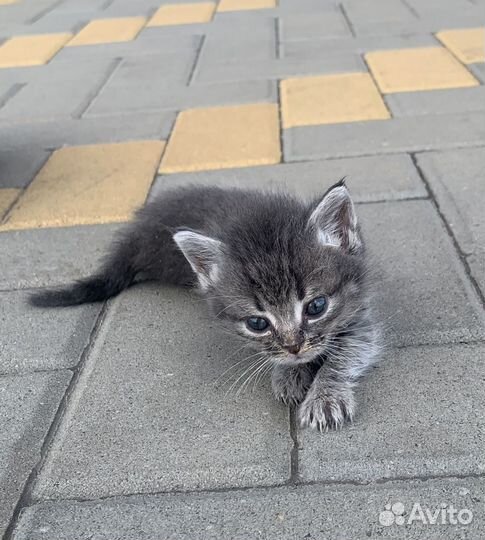 Котенок Красавчик