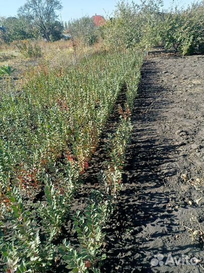 Кизильник блестящий