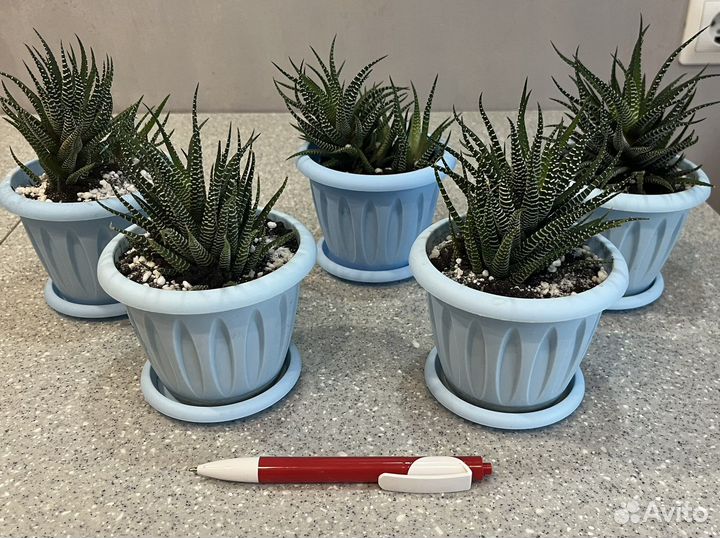 Хавортии разные