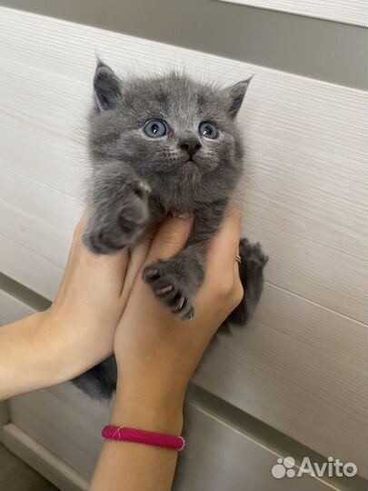 Кошечки