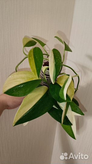 Сциндапсус Мунлайт Альбо