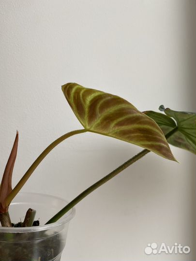 Ароидные (обновлено)