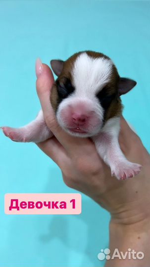 Джек Рассел терьер