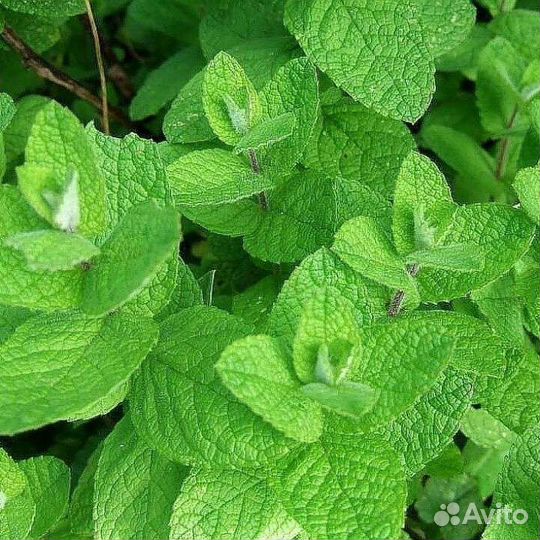 Многолетние цветы для сада 2