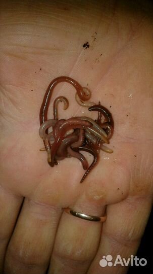 Малёк червя дендробена венета