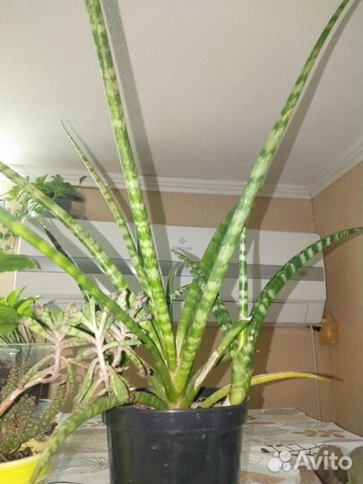 Растения для офиса,большого дома