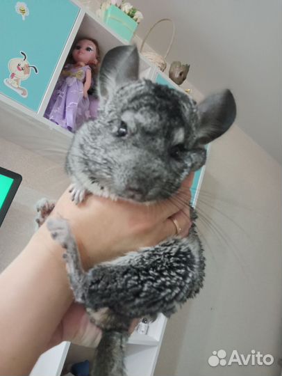 Шиншилла мальчик 1 год