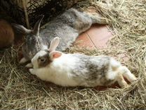Мясо кролика и живые кролики