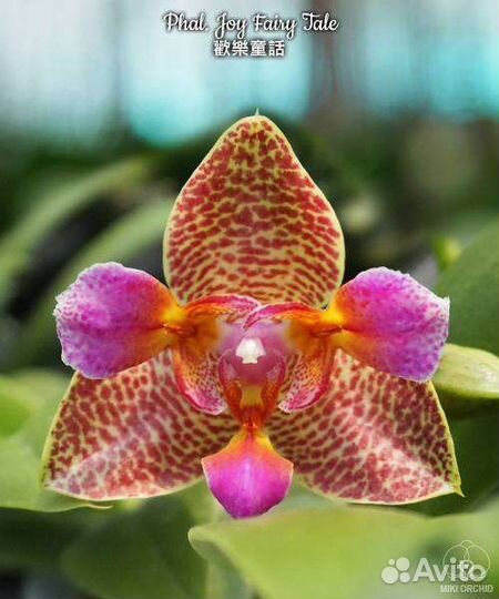 Орхидея фаленопсис Joy Fairy Tale