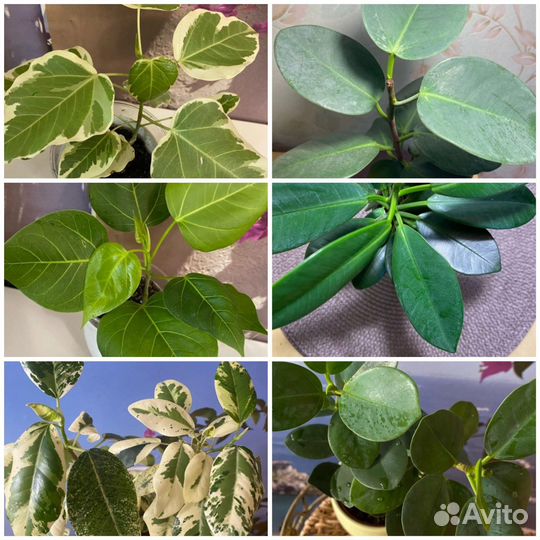 Фикусы сортовые