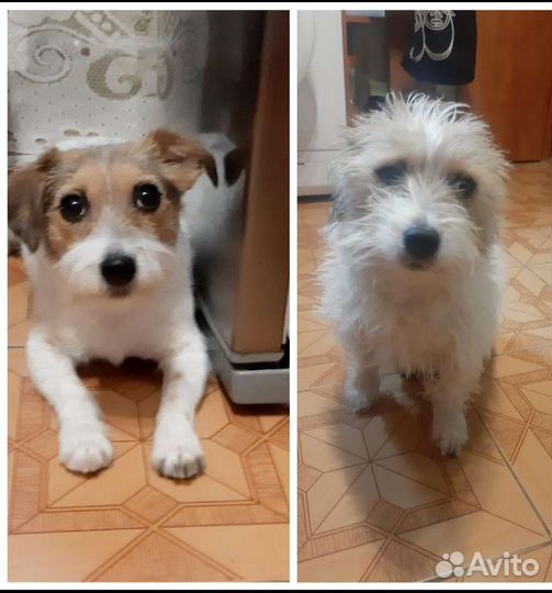 Стрижка йорка, шпица, мальтезе, пудель, тримминг