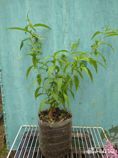 Клубника Прими.Персик саженец