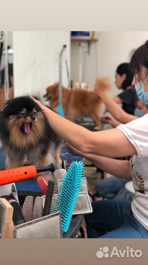 Стрижка кошек и собак Бесплатно