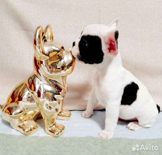 Французский бульдог