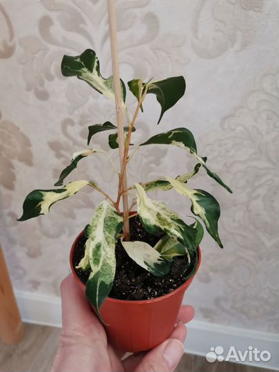 Сортовые фикусы