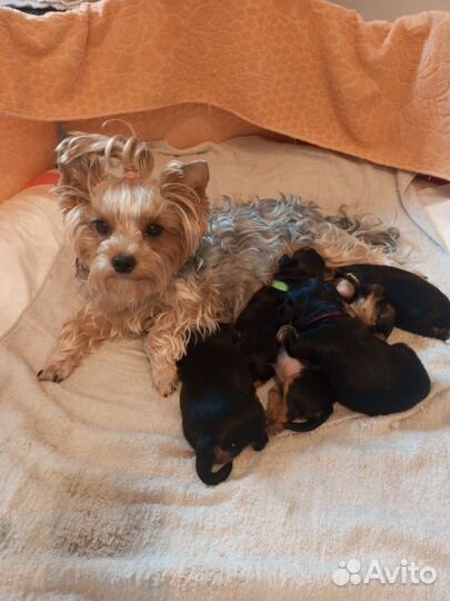 Йоркширский терьер щенки
