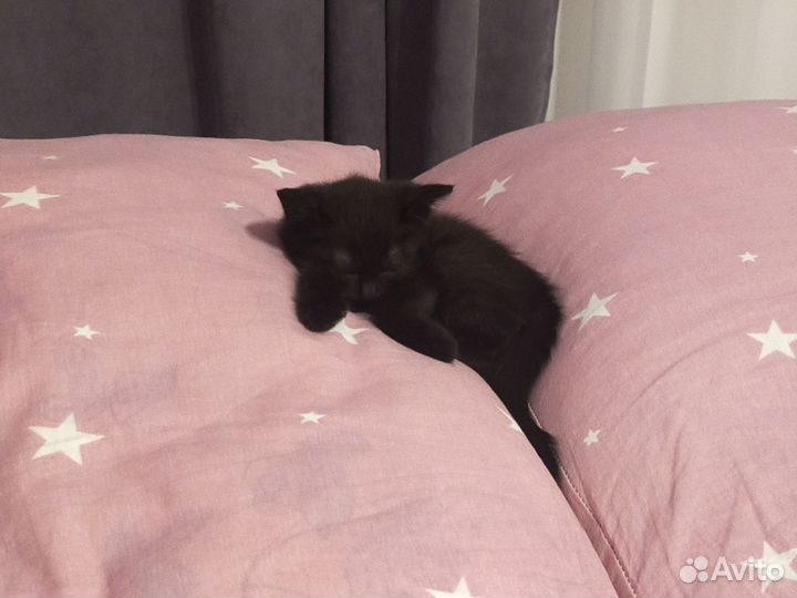 Котенок ищет дом