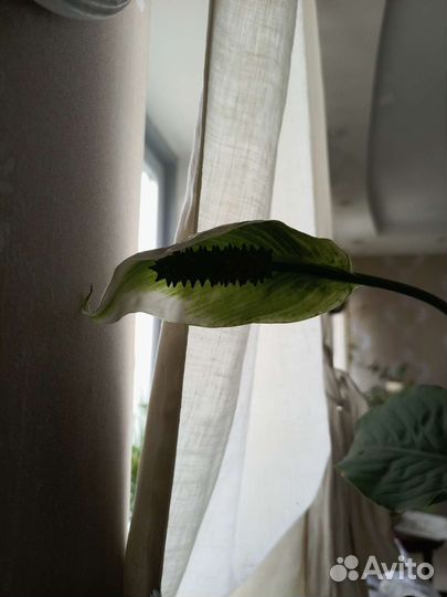 Спатифиллум 