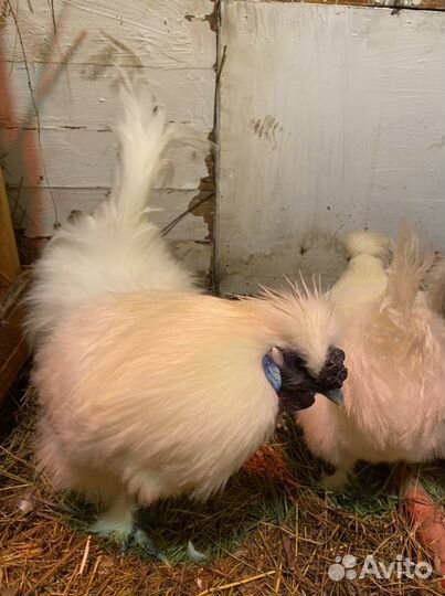 Петух китайский шелковый