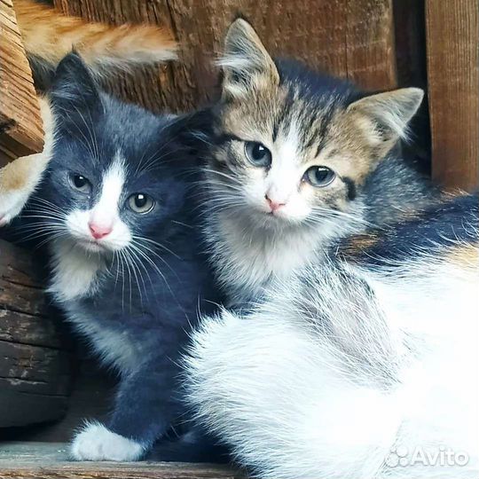 Котята