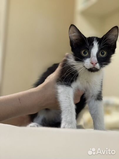 Котенок в поисках семьи