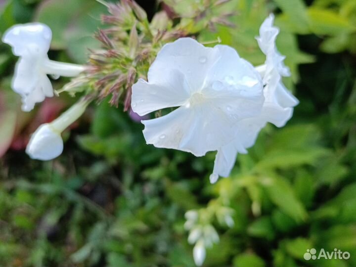 Флоксы белые