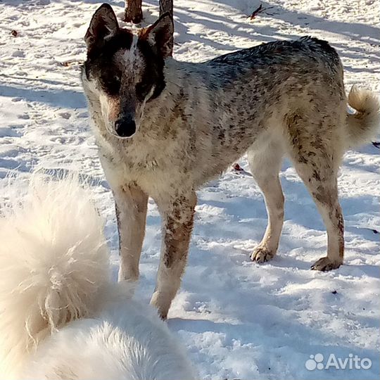 Пёс Захар в добрые руки