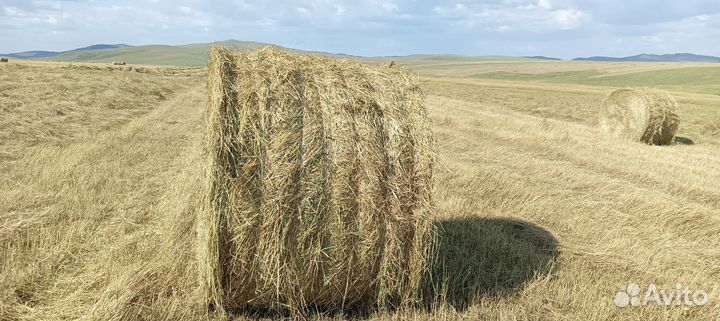 Сено в тюках