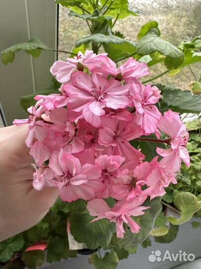 Пеларгония герань сортовая