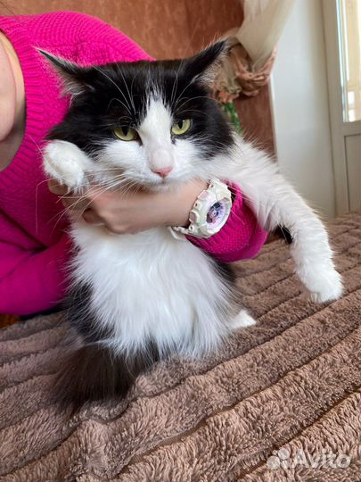 Кошка молодая в добрые руки