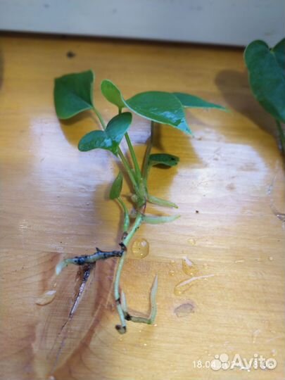 Комнатные цветы