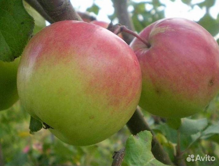 Саженцы яблони Богатырь