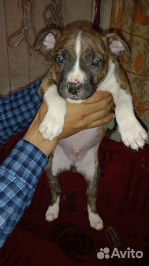 Стаффордширский терьер