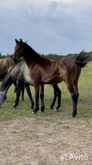 Жеребец 3 года