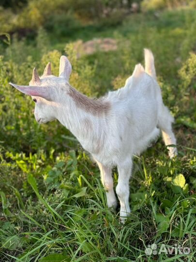 Козлята