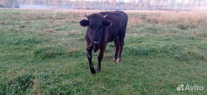 Телка, стельная