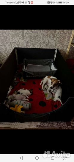 Вальер для щенков. Обшит флисом внутри и снаружи