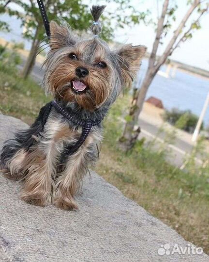 Йорк для вязки