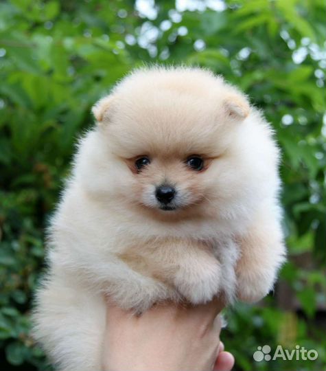 Щенки померанского шпица в большом выборе