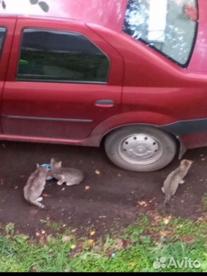 Котята. милые брошенки. ищут дом