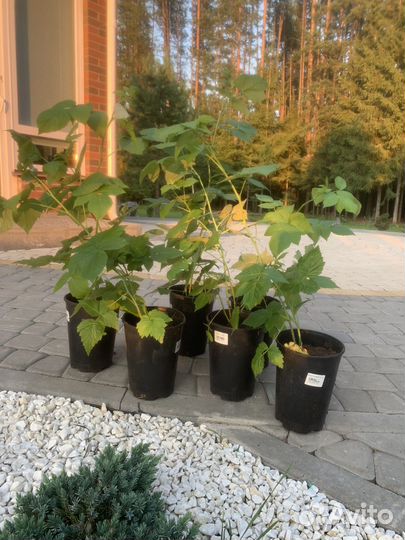 Ремонтантная малина саженцы