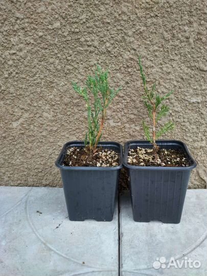 Можжевельник Блю Эрроу P9