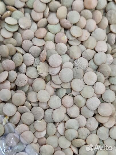 Чечевица зеленая