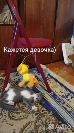 Котенок