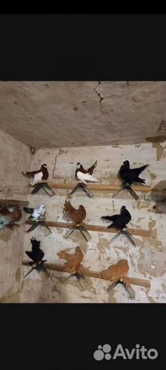 Продажа голубей