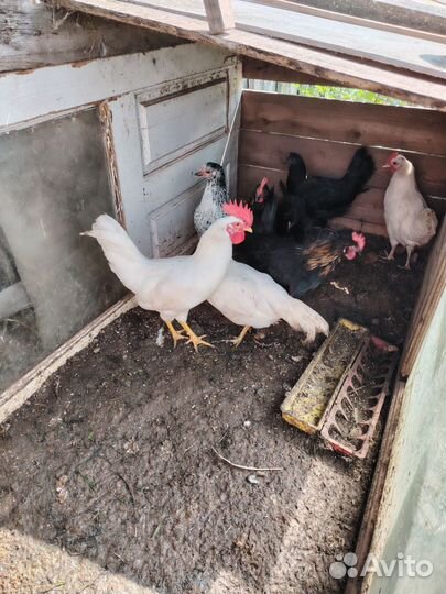 Молодые петушки