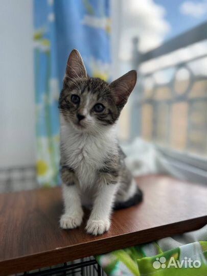 Котенок в добрые руки