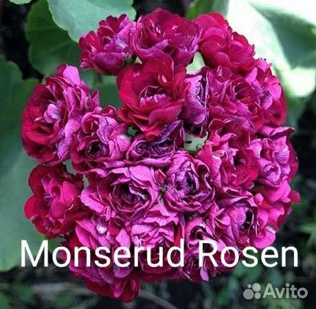 Пеларгония розебудная,королевская,плющелистная