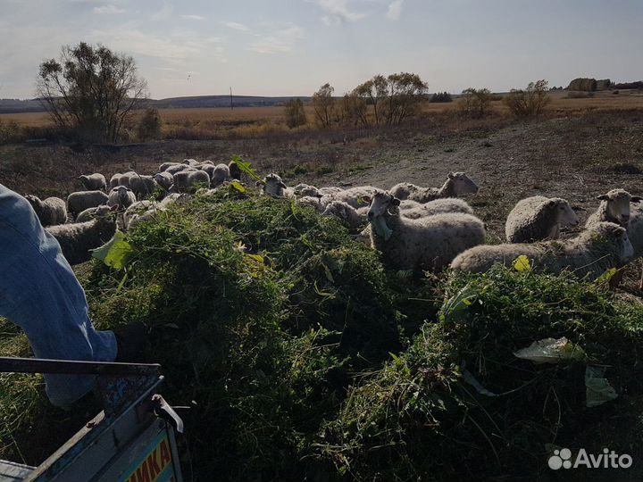 Беременные ярки и бараны Куйбышевской породы