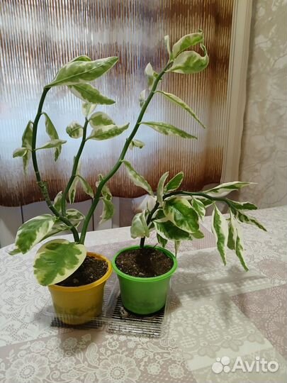 Педилантус